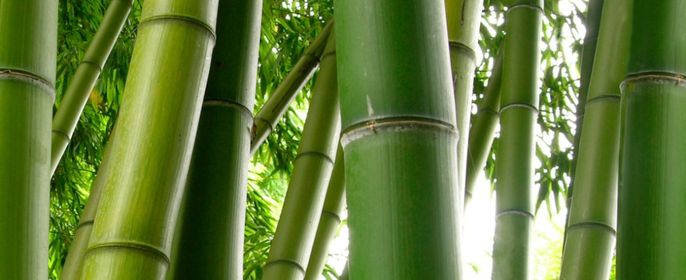 Jakie właściwości mają skarpety bambusowe dla diabetyków?