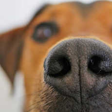 Odkryto w jaki sposób psy wyczuwają hipoglikemię